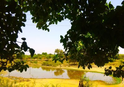 Wetland Conservation-2020